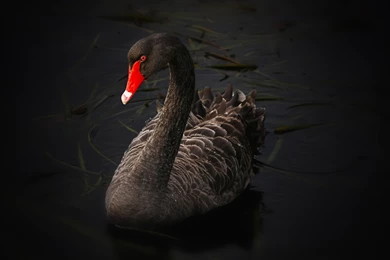 Black Swan 4k Wallpaper.