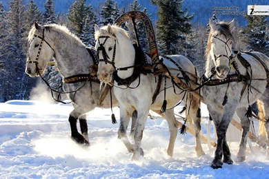 Winter Hd Images   Photo 21 Of 331