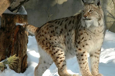 Download Wallpapers 1920x1080 Lynx, Forest, Snow, Winter Full HD ...