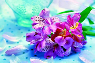 5167 Flower HD Wallpapers