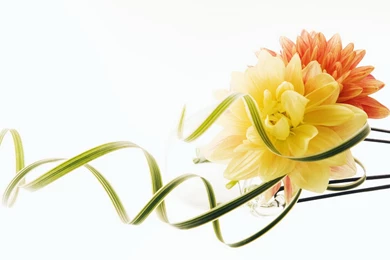 Flower Wallpapers A4   Wallpapers