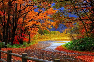 Autumn Fall Wallpapers HD Download Backgrounds Desktop • IPhones ...