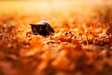 Download Wallpapers 1920x1080 Cat, Leaves, Autumn, Nature ...