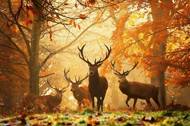 Download Wallpapers 1920x1080 Deer, Grass, Leaves, Autumn, Trees ...