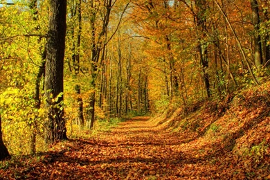 Forest Wallpapers HD A24   Wallpapers