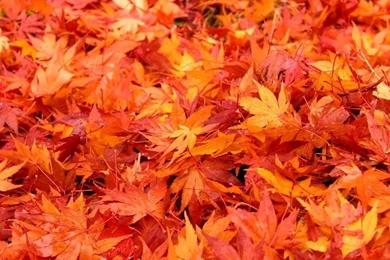 Download Autumn Leaves Wallpapers HD