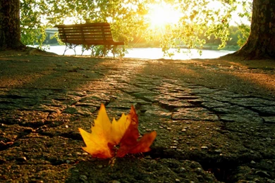 Download Autumn River Wallpapers Mobile