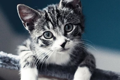 Cat Look iPad Air Wallpapers Download