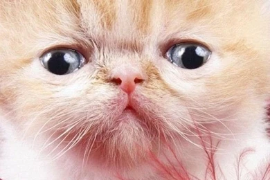 Cute Iphone Wallpapers Cat Hd.