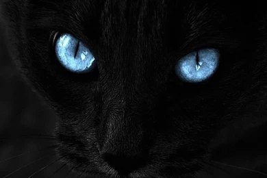 Wallpapers Iphone 6 Plus Cat Blue Eyes 5 5 Inches   1080 X 1920 ...