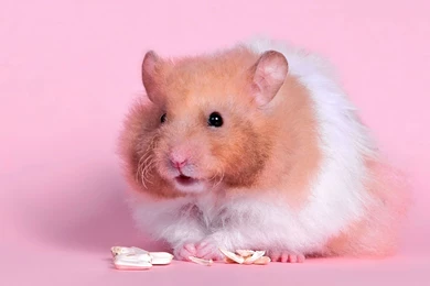Hamster Computer Wallpapers, Desktop Backgrounds