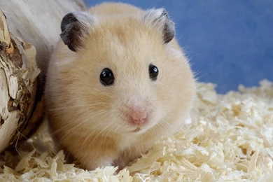 Cute Hamster Desktop Backgrounds HD 1920x1080