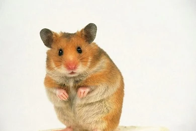 Pet Hamster 1600x1200 Wallpapers, 1600x1200 Wallpapers & Pictures ...