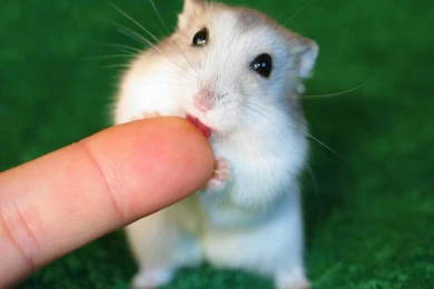 Green Animals Little Licking Tongue Hamster Wallpapers   (