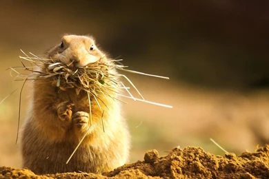 Hamster Wallpaper Image Background.jpg