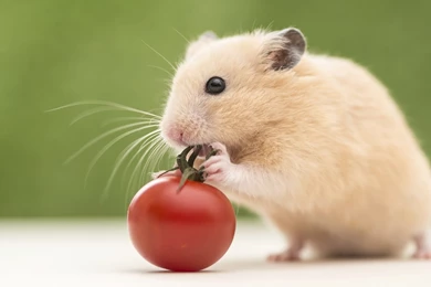 Animals Wallpapers   HD Desktop Backgrounds   Page 21