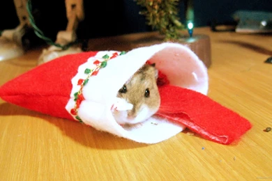 Download 1920x1080 Christmas Hamster Wallpapers