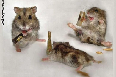 Cute Hamster Backgrounds   Twitter & Myspace Backgrounds
