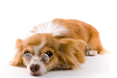 Funny Dog Wallpapers   Wallpapers Cave