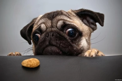 Funny Dog Wallpapers   Wallpapers Cave