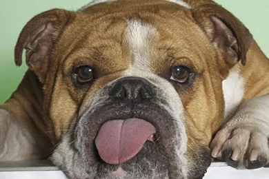 Funny Dog Backgrounds 39 Desktop Backgrounds   Funnypicture.org