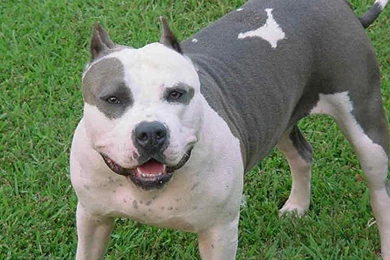 American Pitbull Dogs Wallpapers