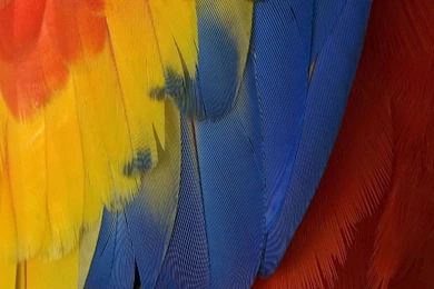 WALLPAPERS FOR IPAD WALF1004