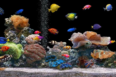 Fish Tank Hd Wallpapers Download 3d 3d Fish Tank Desktop Wallpapers ...