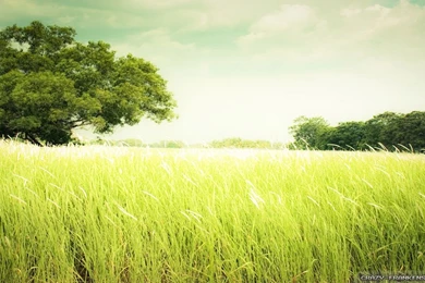 Summer Field Wallpapers 2   Crazy Frankenstein