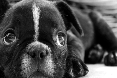 FreePhotoz Daily Wallpapers & Backgrounds Animals