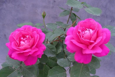 Rose Flower.jpg