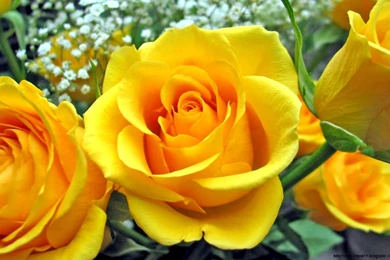 Yellow Flower Wallpapers Free Download For Desktop