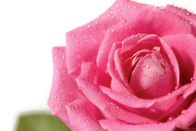 Free Roses Wallpapers   Wallpapers Cave