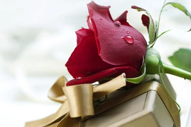 Flowers Wallpapers Archives   Page 6 Of 15   Free Desktop ...