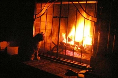 Kitty By The Fireplace   (