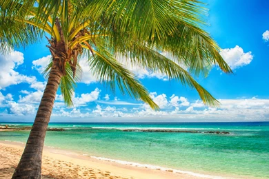 Paradise Sea Summer Ocean Beach Tropical Palms Sunshine Wallpapers ...