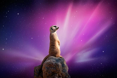 Meerkat Wallpapers Computer.jpg
