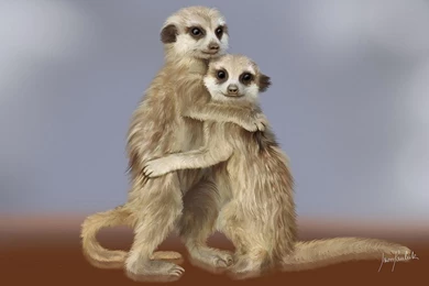 Meerkat Painting   Wallpaper.