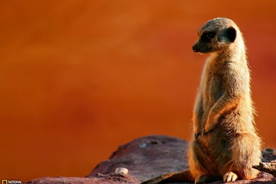 Cheeky Meerkat Photo, Animal Wallpapers   National Geographic Photo ...