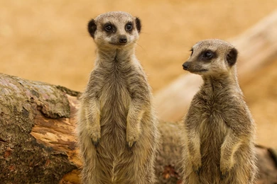 Meerkats Meerkat Wallpapers