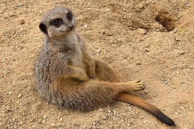 Meerkat Wallpapers   Animals Town