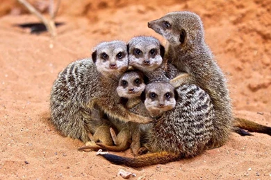 52 Meerkat HD Wallpapers