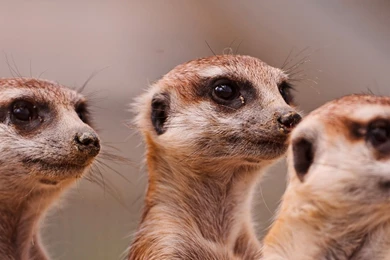 Download Wallpapers 2560x1024 Meerkats, Three, Family, Animals Dual ...