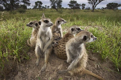 Meerkat Wallpapers And Backgrounds   Animals Town