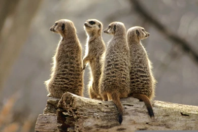 Baby Meerkat Drawing   Wallpaper.