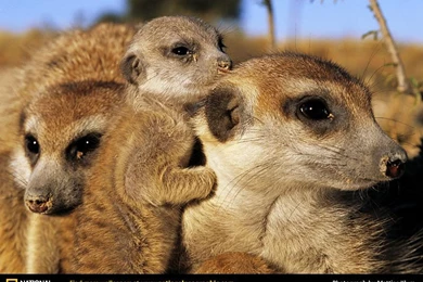 Meerkat Picture, Meerkat Desktop Wallpaper, Free Wallpapers ...