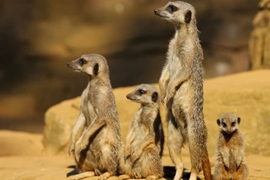 Meerkats Wallpapers :: HD Wallpapers