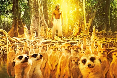 LIFE OF PI Tiger Tigers Meerkat Wallpapers