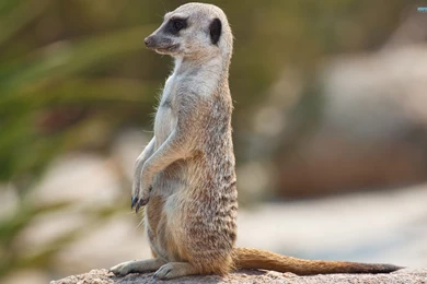 Meerkat Wallpapers   Animal Wallpapers