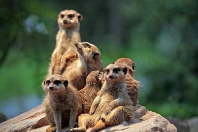 Meerkat Family At The Zoo Wallpapers :: HD Wallpapers